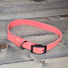 Leather 3/4" Buckled Dog Collar